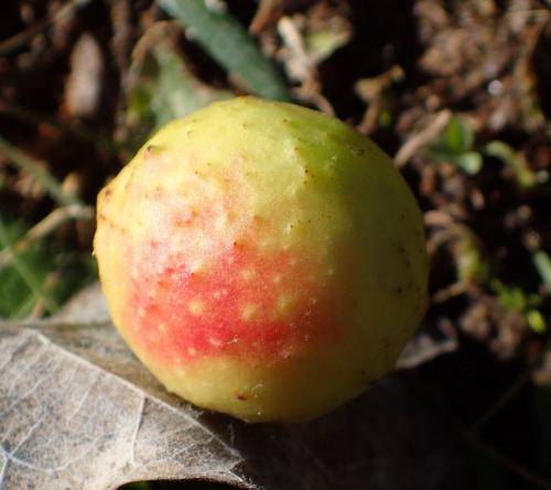 Réf. 223 569 : Cynips quercusfolii